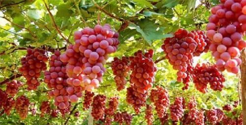  [灌水]怎样安排葡萄园的灌水与排水？