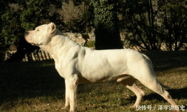  『名犬』中国名犬，入围全球4大猎犬榜单，其中它把狼当成玩物，虐狼成瘾