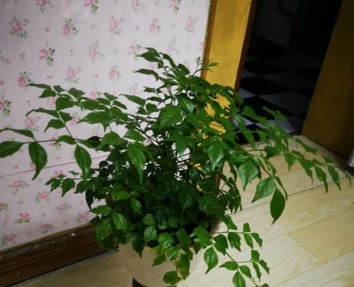 幸福树:幸福树深埋好还是浅栽好?栽不对的幸福树一点也不幸福