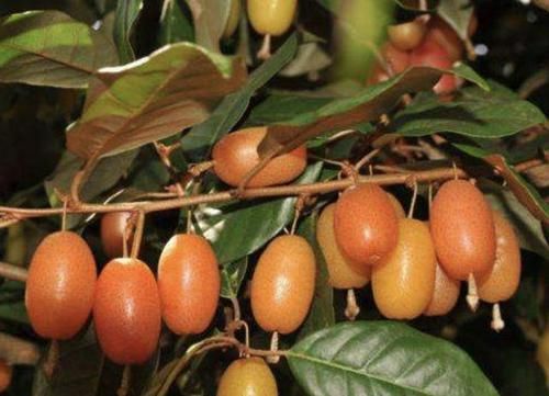  『人称』1种果子像“红枣”，儿时看到会流口水，人称“羊奶果”，值钱