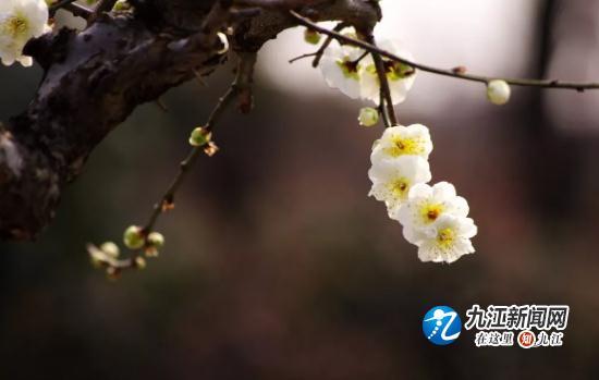 知否？知否？山水武宁梅花绽放，暗香浮动惹人醉