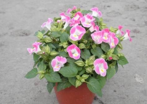 [排水性]容易长满整个花盆植物，栽种2个月就能花开满枝
