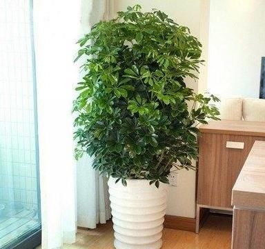  植物@客厅绿植摆放有讲究！两摆，一不摆，装潢华丽，格调提升