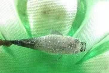  【加温】观赏鱼患病，加温疗法不是不可以使用，有些问题一定提前注意
