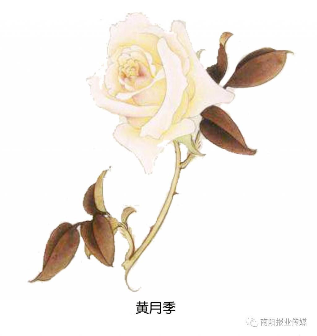  【玫瑰】哪有什么玫瑰？长哩美的都是月季！