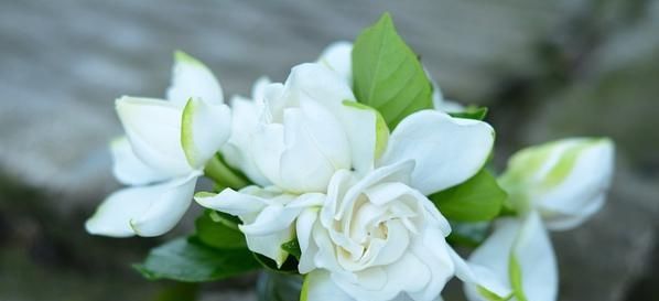  #栀子花#万花之中大爱栀子花，冬前做好这四点，确保来年再见栀子花开！