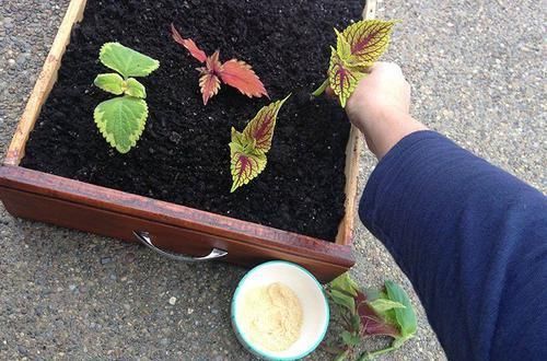  【植物的枝条】买个保鲜盒扦插繁殖盆栽植物，成功率可以提高几倍