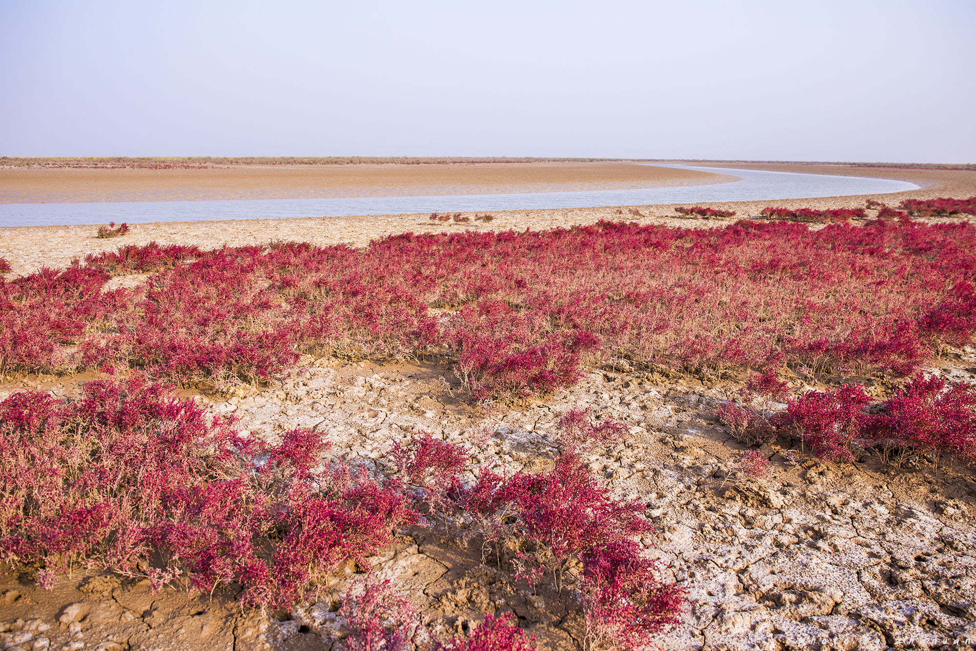 东营丨走过沧海桑田，终是在芦花飞雪的秋日遇见你