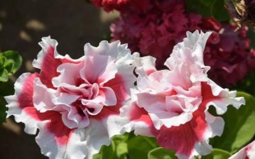  [适合]这些花朵超好养，花朵艳丽又迷人，轻松开爆盆，最适合懒人养，美