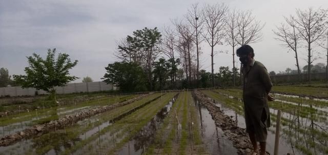  『巴铁』小代在巴基斯坦种地，新一年的播种又开始了，巴铁兄弟们很给力