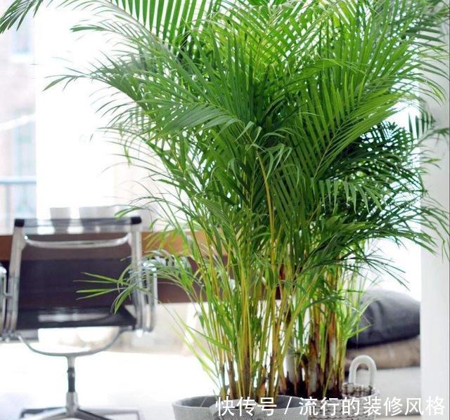  [油绿]散尾葵过冬，注意1个“小细节”，叶片油绿发亮，蹭蹭长到两米高