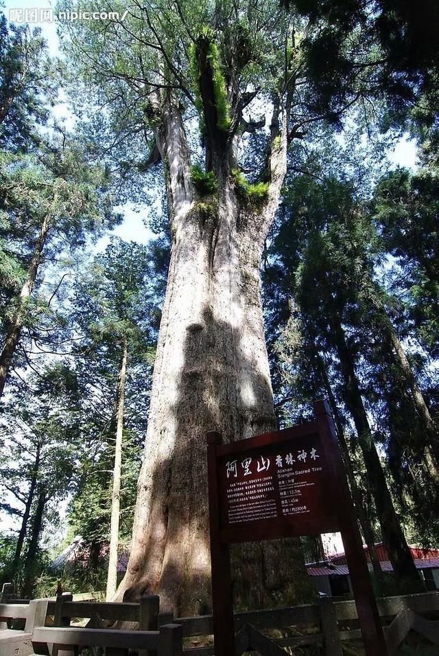 中国最著名的10棵古树名木