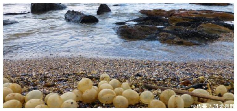 海滩上发现“珍珠”，游客疯狂捡拾难阻止，得知实情后纷纷丢弃