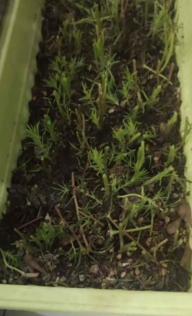  植物@植物养着养着就死了,其实砍一刀就解决,一周就呼呼冒新芽!