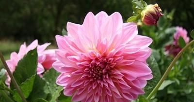  『控制』控制花期的常用技术有哪些？