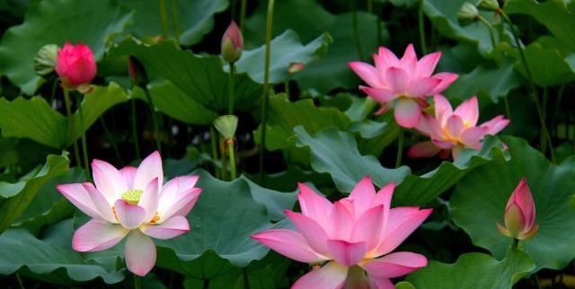  『盆栽』盆栽荷花栽种技巧与病虫害防治，你都会了吗？