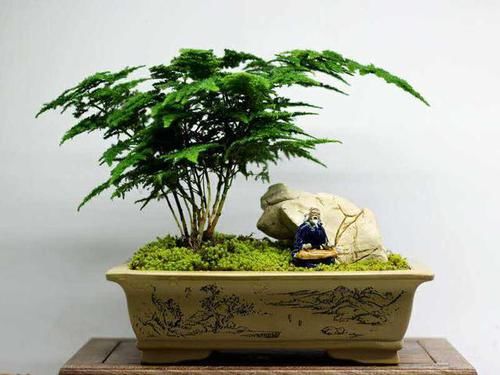  「植物」叶片轻柔茎秆有枝节，文竹枝叶枯黄，我们该怎么办？