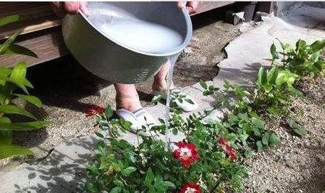  #浇死#养花“见干见湿”是啥意思？别理解错了，不然花卉会被浇死