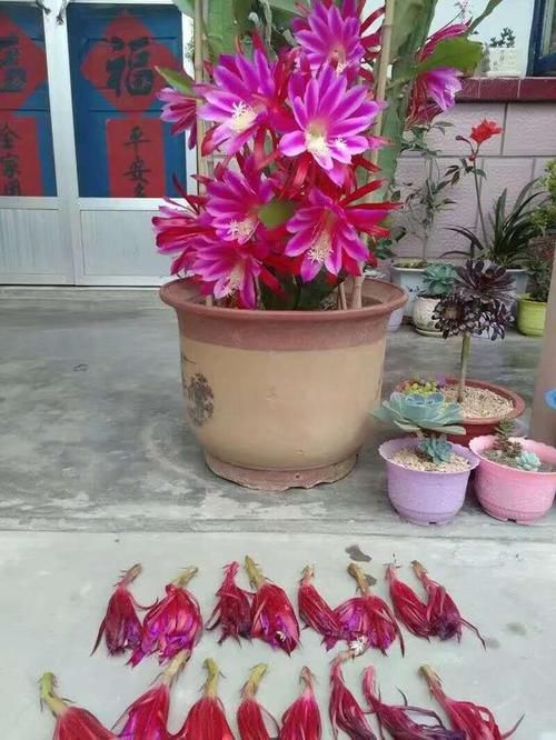  『就可以』特殊的仙人掌，就像“大腰带”，开花比荷花好看，养起来更简单