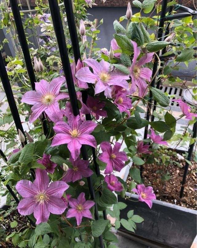  『露台花园』造花园，一定不能少这3种花，每一种都是当之无愧的开花机器！