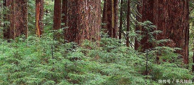 全球最大治沙工程每年阻止4亿吨沙土流入黄河，改变半个中国！