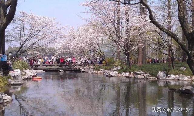 国内最美的10处赏樱地， 70万株樱花树烂漫惹人醉