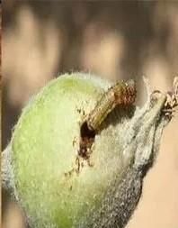  『李有虫』三华李有虫喷什么农药？