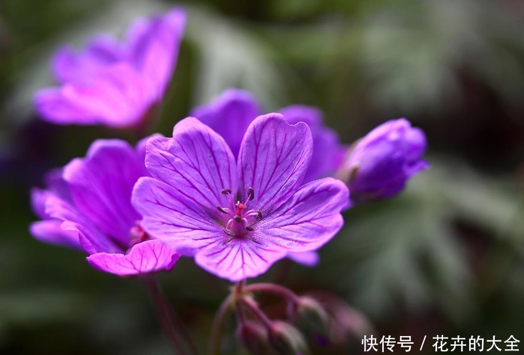  『小花』夏天养花不知道养啥？试试几种小花，越热越疯长，开花美花香久