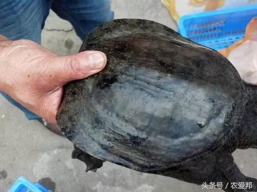 农村河里常见几种野味，基本上看不到了，全吃过的请举一下手