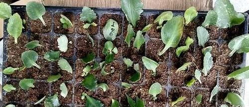  「家里」好养又好繁殖的3种花，给你一片叶子，就能把家里爆成花海