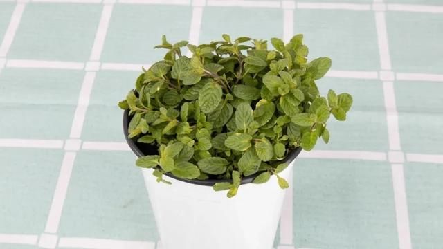  『薄荷的叶片』薄荷养厨房，掐一把就能做菜吃，越晒太阳越爆盆！