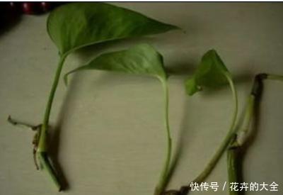 绿萝■扦插绿萝的诀窍