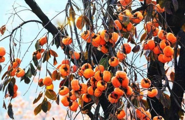  柿子■在农村，老农民摘柿子时，为何总是要在柿子树顶留几个？