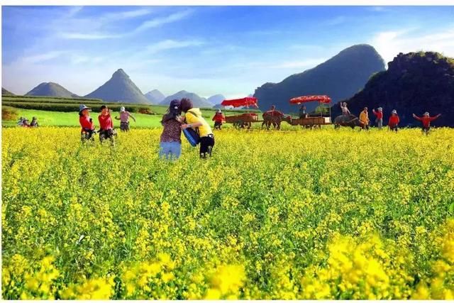 春季花开哪家强？云南16州市最美赏花点看过来！