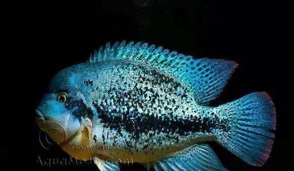  #水族市场上#美洲慈鲷之美，您细品