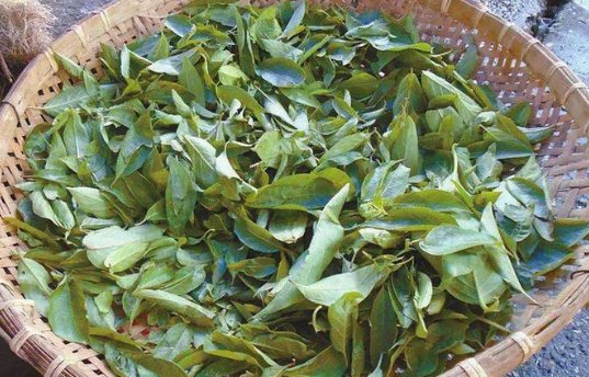  『不知』开花臭不可闻，却成民间畅销野菜，竟不知珍贵价值，是啥呢？