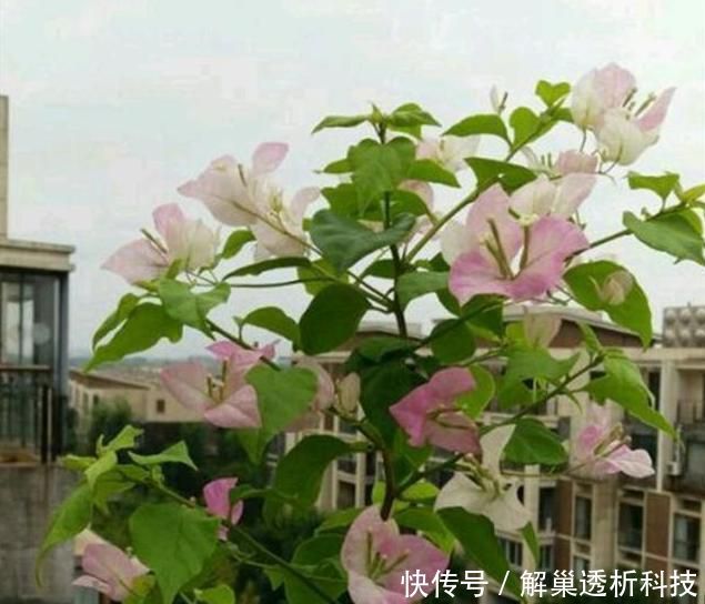  #三角梅#教你扦插三角梅的方法，简单有效，秒变大户