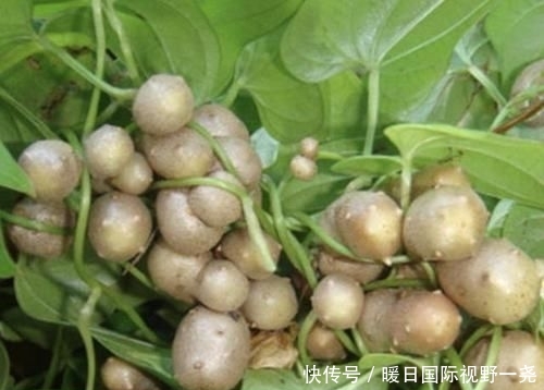  【植物】在农村，有1种椭圆的“野果”，以往叫它“山药豆”，珍贵、少见