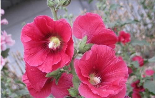  『清热』此花一丈红，花色红艳红漫天，花型硕大少见，花叶皆食清热镇咳