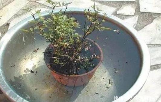  『蚂蚁』如何去除花盆里的蚂蚁虫害？5个方法，从根源上将它灭光光