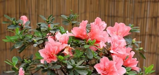 【凤仙花】这种花一养就爆盆,沾土就活,浇水就疯长,人见人爱!