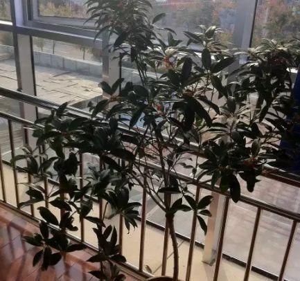  [栀子花]茉莉、栀子花最适合养在阳台？很多人都错了，难怪开花不到2月！