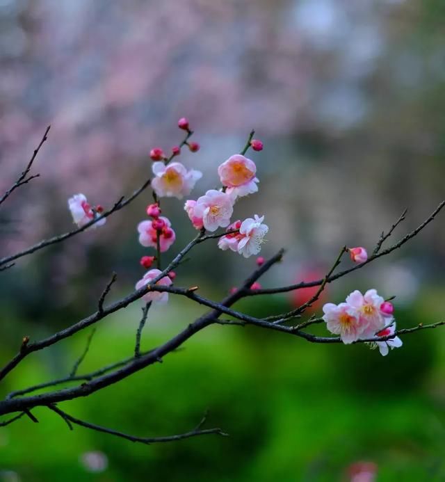 早春马鞍山，花开成海，美如仙境！