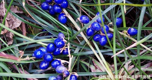 果实漂亮不值钱，“块根”却要100元一斤，农村见到，别当杂草