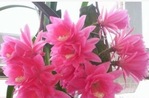 『花香』好看又好养的4种花,花大色艳,花香易打理,养在客厅美极了