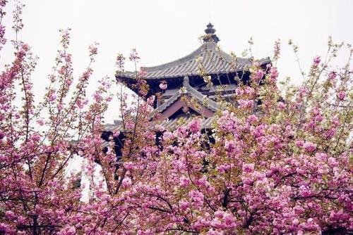 这个春天去陕西看花，八处养眼好看的赏花地美得让你落泪！