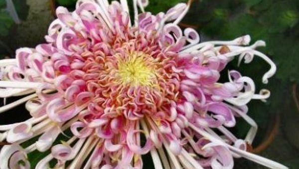 『养花』喜欢养花，就养盆“菊中珍品”菊渊雅韵，似美人起舞，温婉典雅