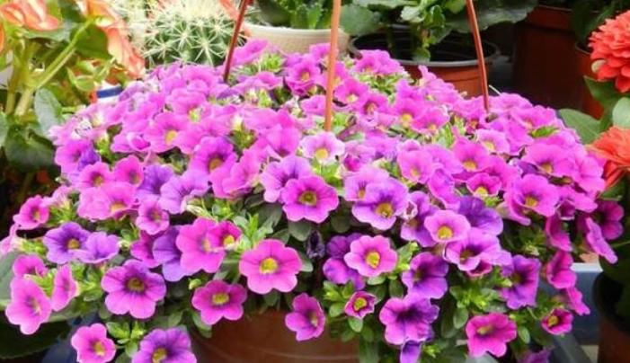  「家里」“3种花”养家里，给点阳光就灿烂，花期超长，给你一片花海！