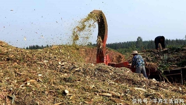  秸秆■农民就算不种地，也别碰这3个项目，搞不好“血汗钱”就被