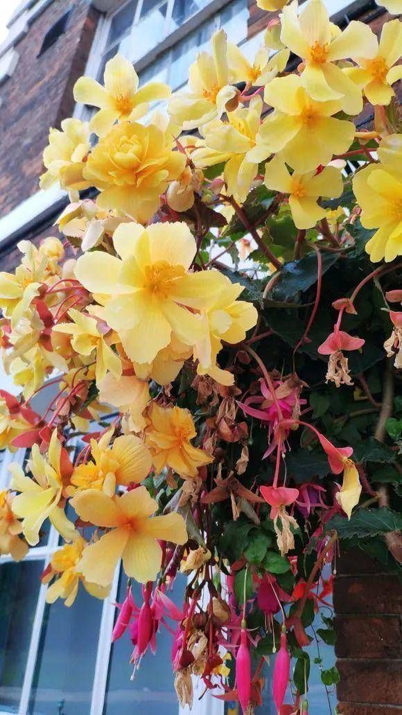  『艳丽』3种挂在空中养的花，适合挂在客厅，开花艳丽，朋友来了都喜欢